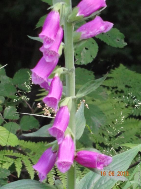 Philosophische Bildwanderung Fraenkisch-Crumbach-Burg-Rodenstein-Runde-Wanderung-auf-Ritterspfaden-