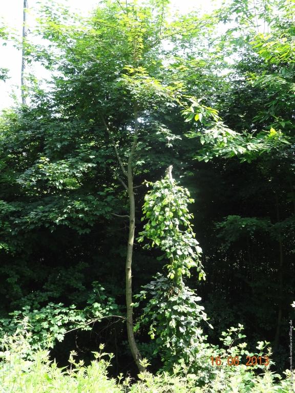 Philosophische Bildwanderung Fraenkisch-Crumbach-Burg-Rodenstein-Runde-Wanderung-auf-Ritterspfaden-