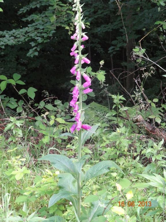 Philosophische Bildwanderung Fraenkisch-Crumbach-Burg-Rodenstein-Runde-Wanderung-auf-Ritterspfaden-