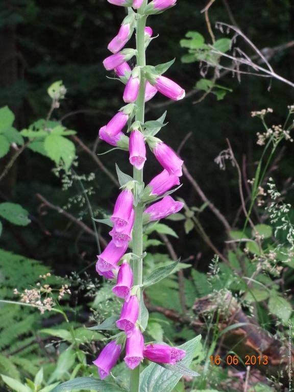 Philosophische Bildwanderung Fraenkisch-Crumbach-Burg-Rodenstein-Runde-Wanderung-auf-Ritterspfaden-