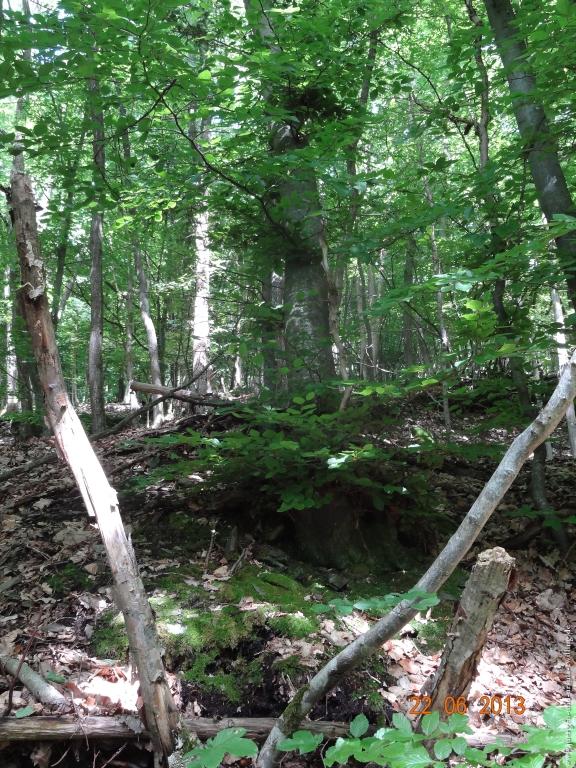 Philosophische Bildwanderung Traumschleife Baybachklamm