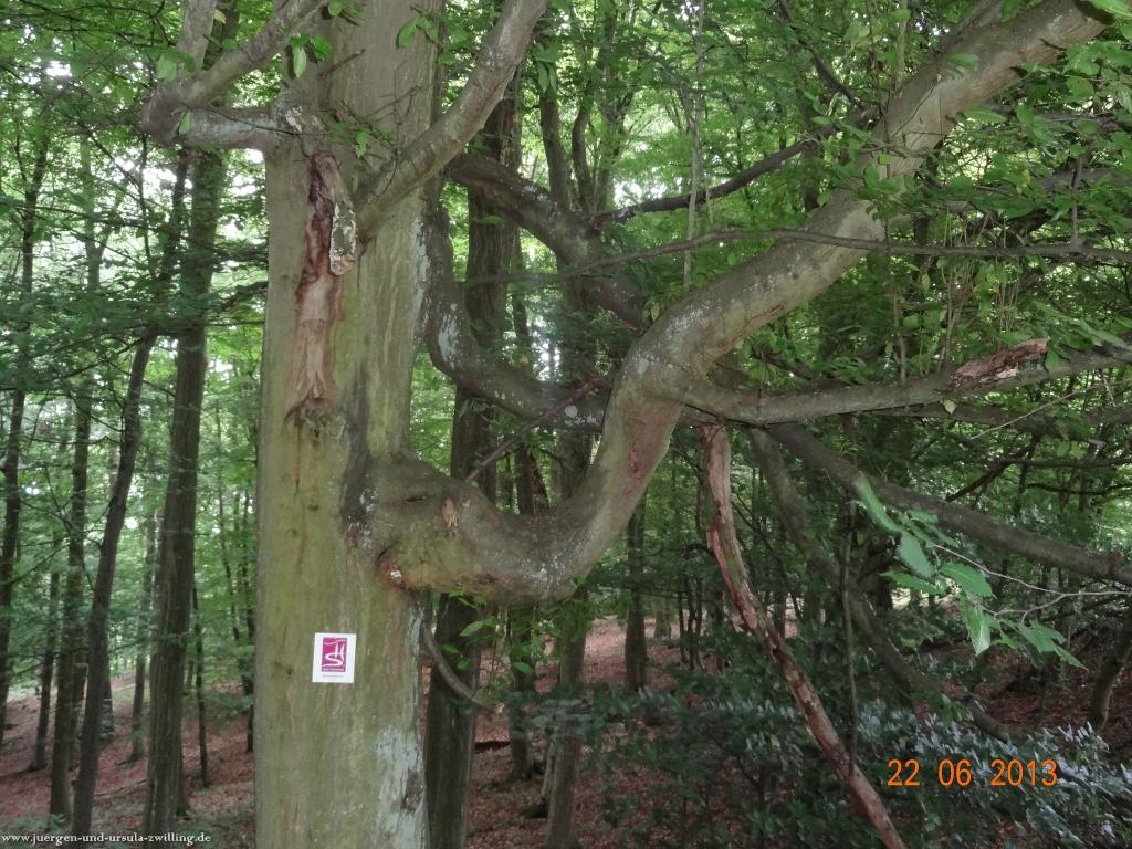 Philosophische Bildwanderung Traumschleife Baybachklamm