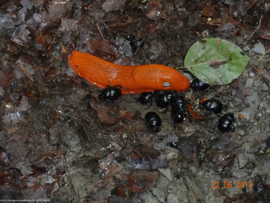 Philosophische Bildwanderung Traumschleife Baybachklamm