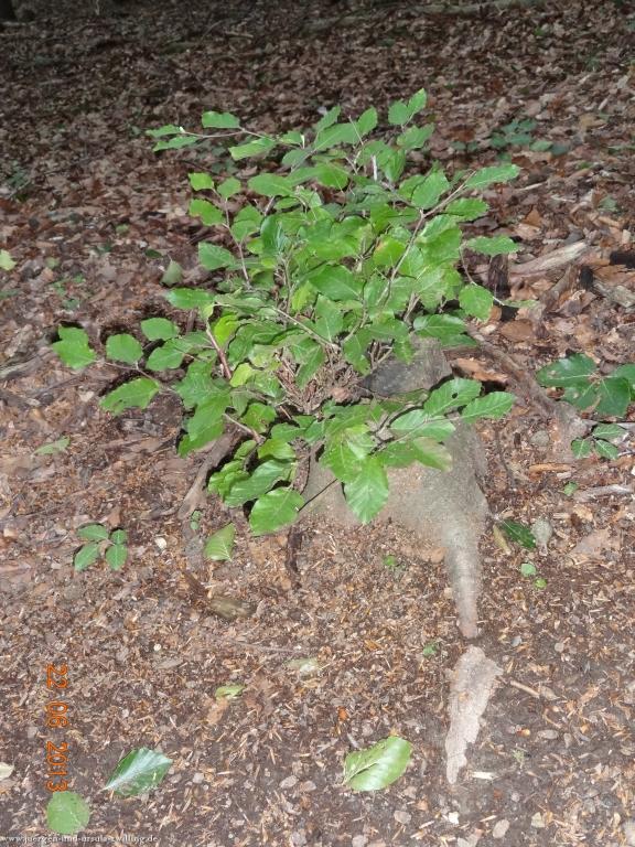 Philosophische Bildwanderung Traumschleife Baybachklamm