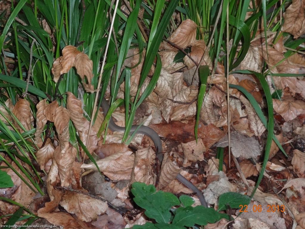 Philosophische Bildwanderung Traumschleife Baybachklamm