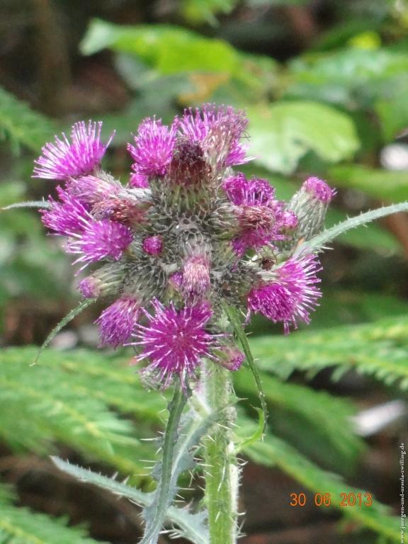 Philosophische Bildwanderung Traumpfad-Monrealer-Ritterschlag