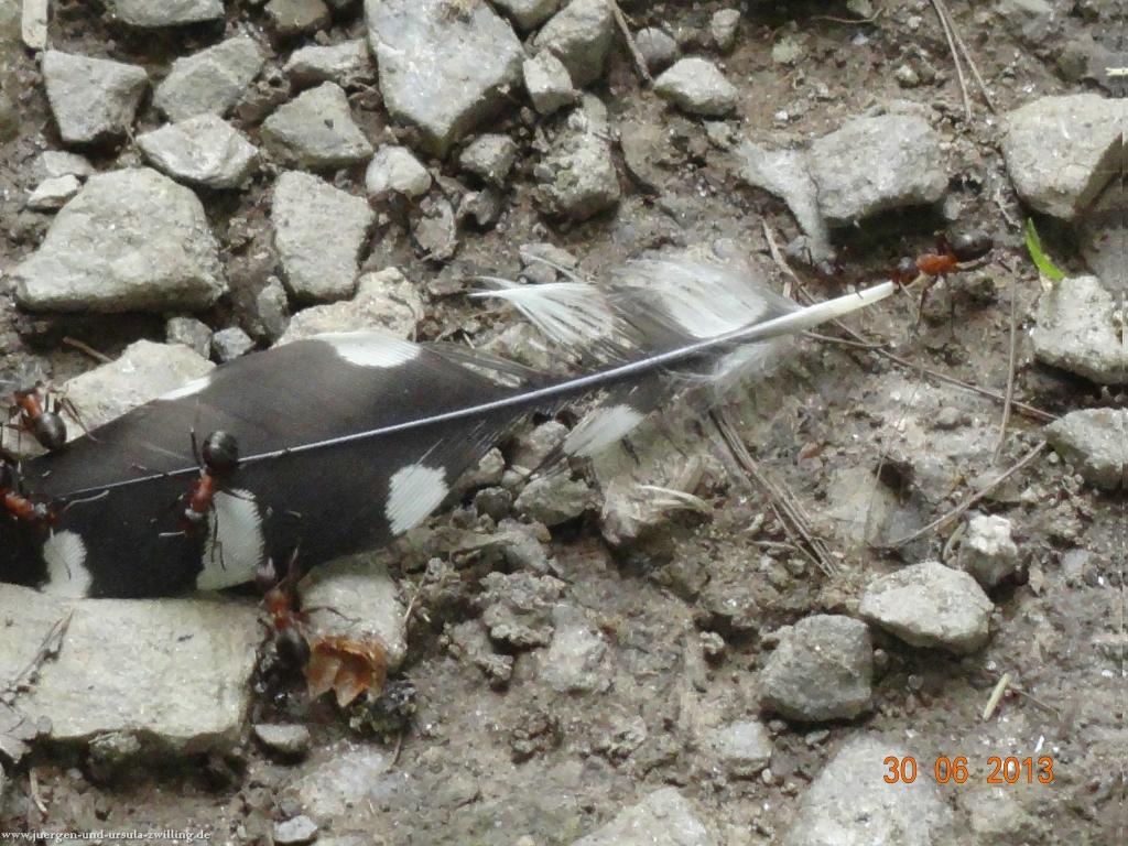 Philosophische Bildwanderung Traumpfad-Monrealer-Ritterschlag