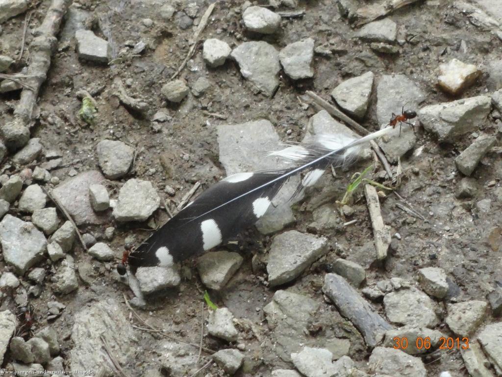 Philosophische Bildwanderung Traumpfad-Monrealer-Ritterschlag