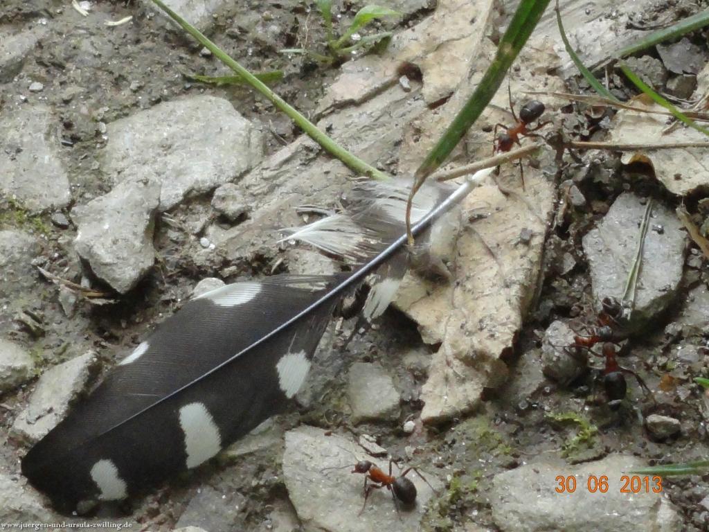 Philosophische Bildwanderung Traumpfad-Monrealer-Ritterschlag