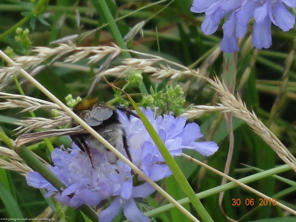 Philosophische Bildwanderung Traumpfad-Monrealer-Ritterschlag