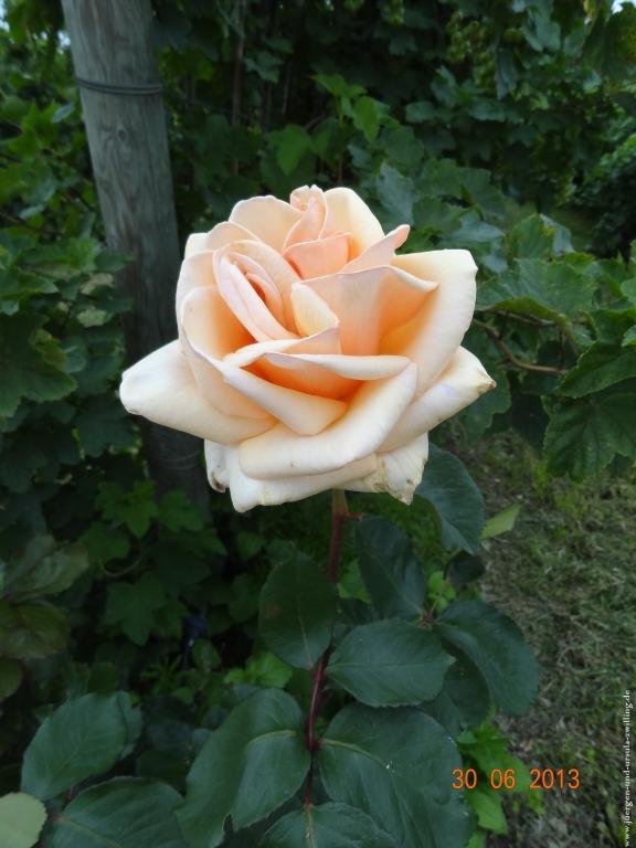 Philosophische Bildwanderung Traumpfad-Monrealer-Ritterschlag