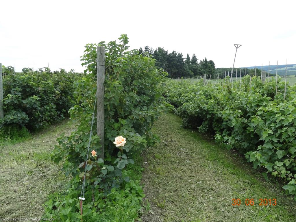 Philosophische Bildwanderung Traumpfad-Monrealer-Ritterschlag