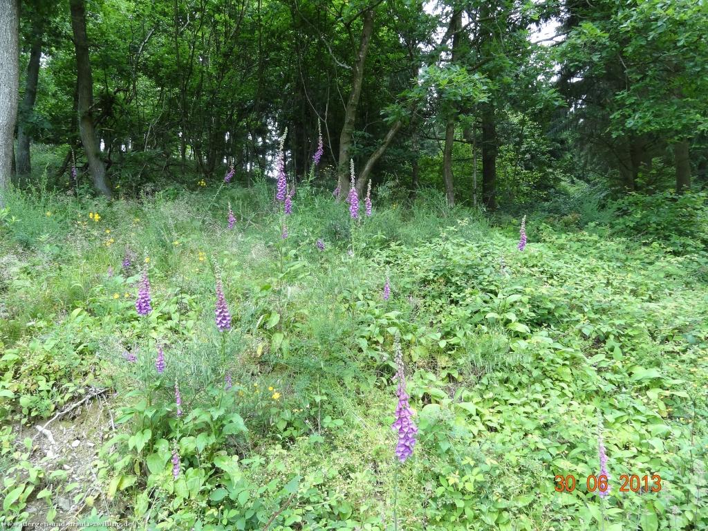 Philosophische Bildwanderung Traumpfad-Monrealer-Ritterschlag