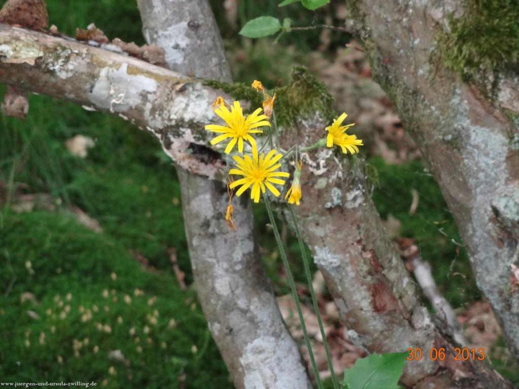 Philosophische Bildwanderung Traumpfad-Monrealer-Ritterschlag