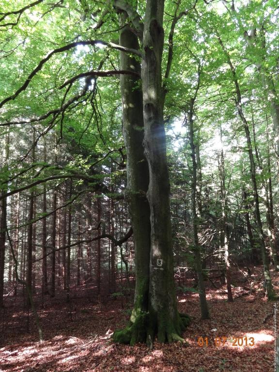 Philosophische Bildwanderung Eifelsteig-Etappe-10-Gerolstein-Daun