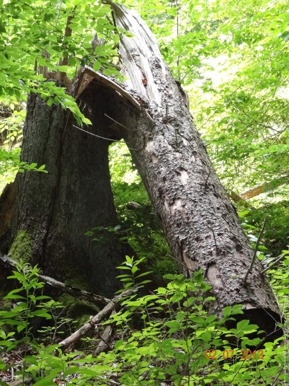 Philosophische Bildwanderung Eifelsteig-Etappe-11-Daun-Manderschei