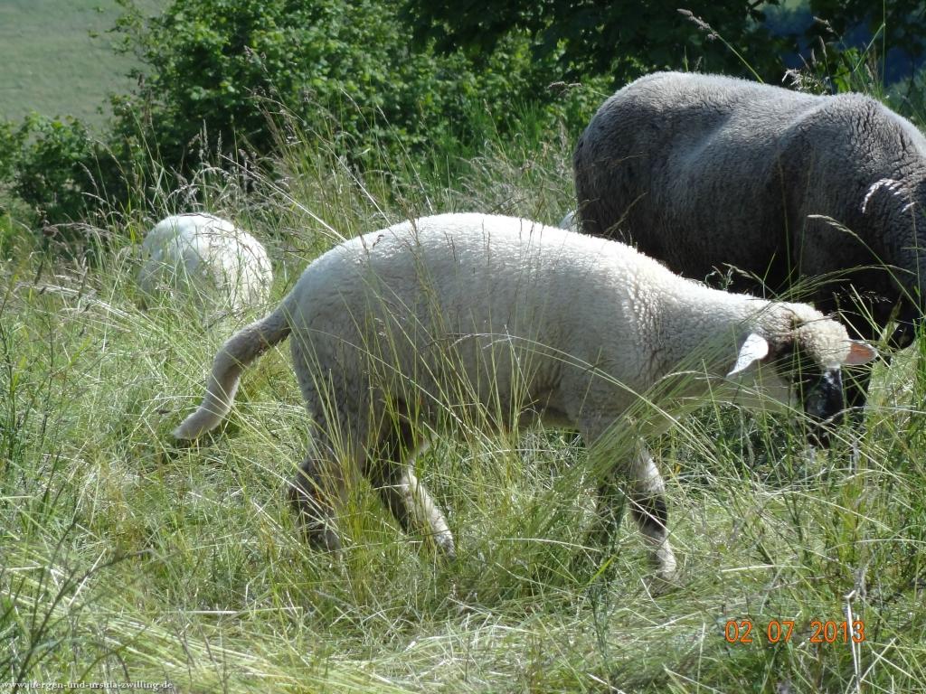 Philosophische Bildwanderung Eifelsteig-Etappe-11-Daun-Manderschei