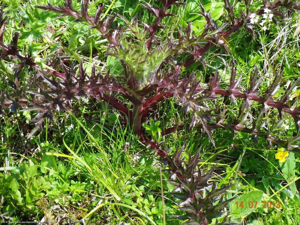 Philosophische Bildwanderung Premiumwanderweg Nagelfluhschleife Alpenfreiheit im Allgäu