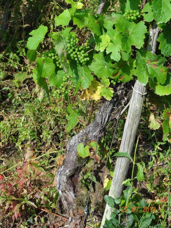 Philosophische Bildwanderung Traumpfad Koberner Burgpfad