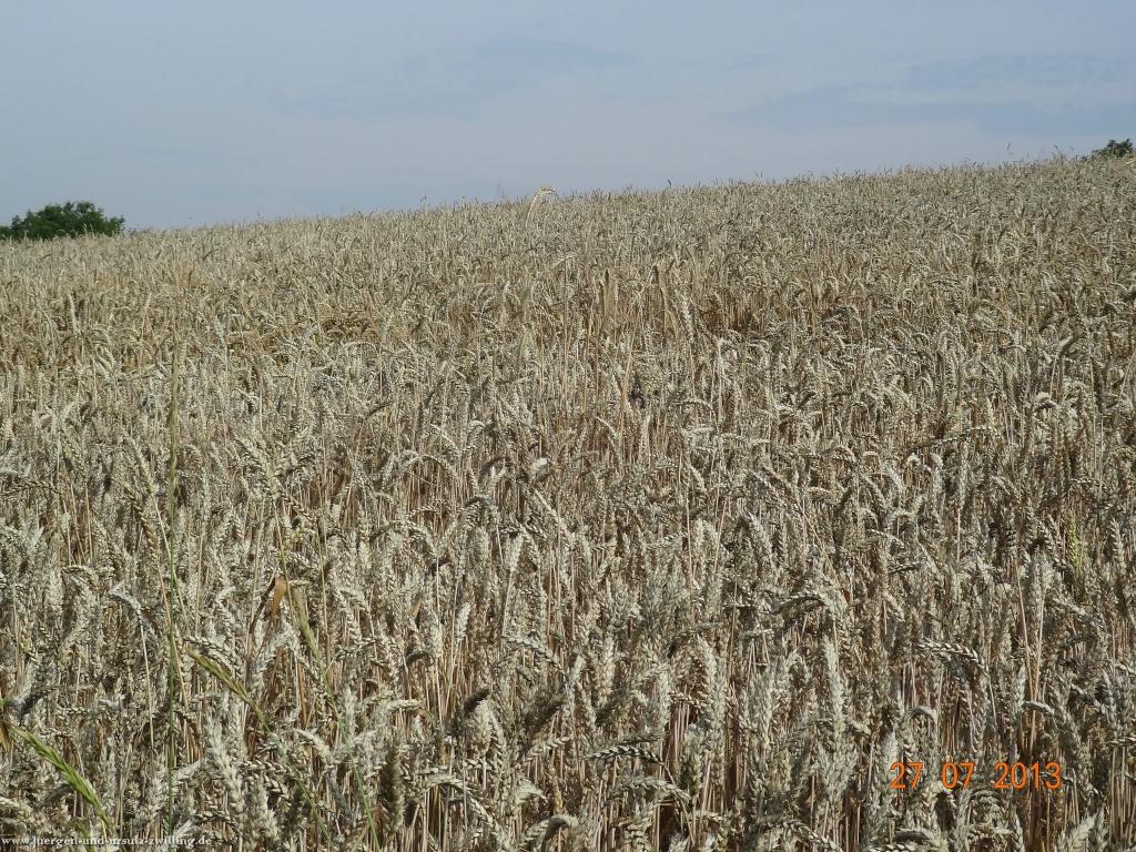 Philosophische Bildwanderung Traumpfad Koberner Burgpfad