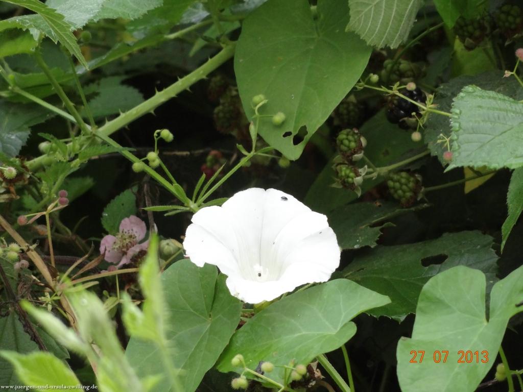 Philosophische Bildwanderung Traumpfad Koberner Burgpfad