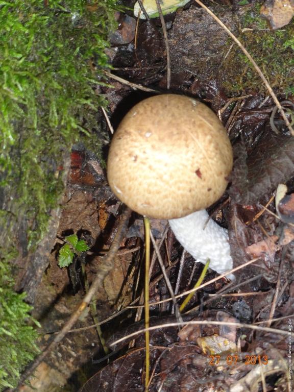 Philosophische Bildwanderung Traumpfad Koberner Burgpfad