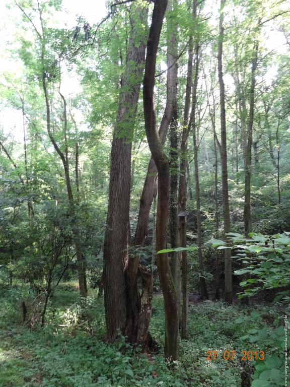 Philosophische Bildwanderung Traumpfad Koberner Burgpfad