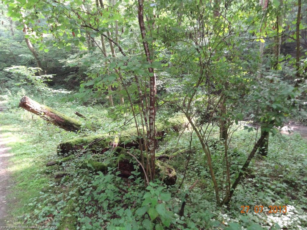 Philosophische Bildwanderung Traumpfad Koberner Burgpfad