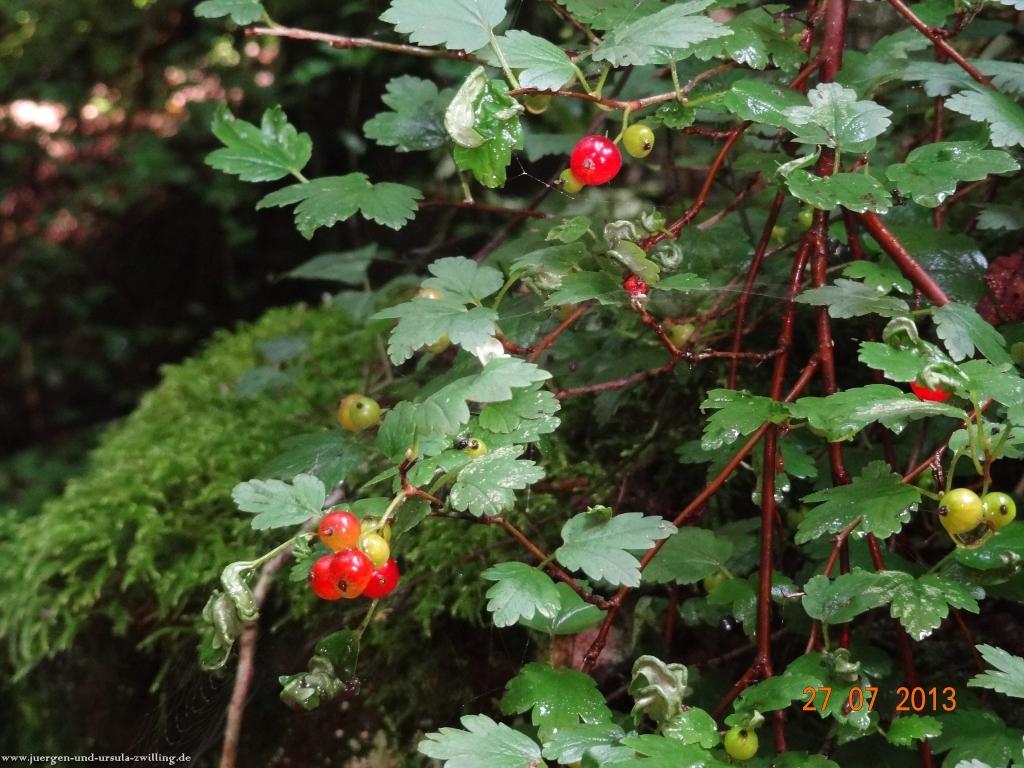 Philosophische Bildwanderung Traumpfad Koberner Burgpfad