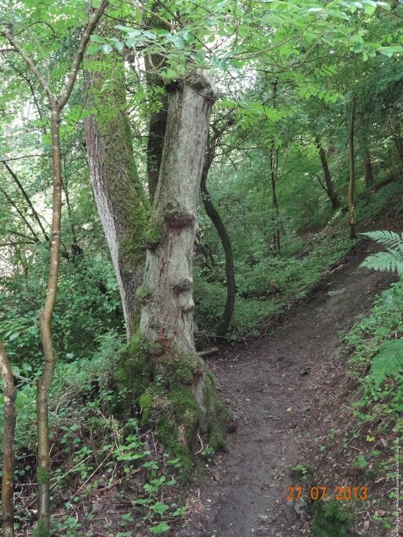 Philosophische Bildwanderung Traumpfad Koberner Burgpfad