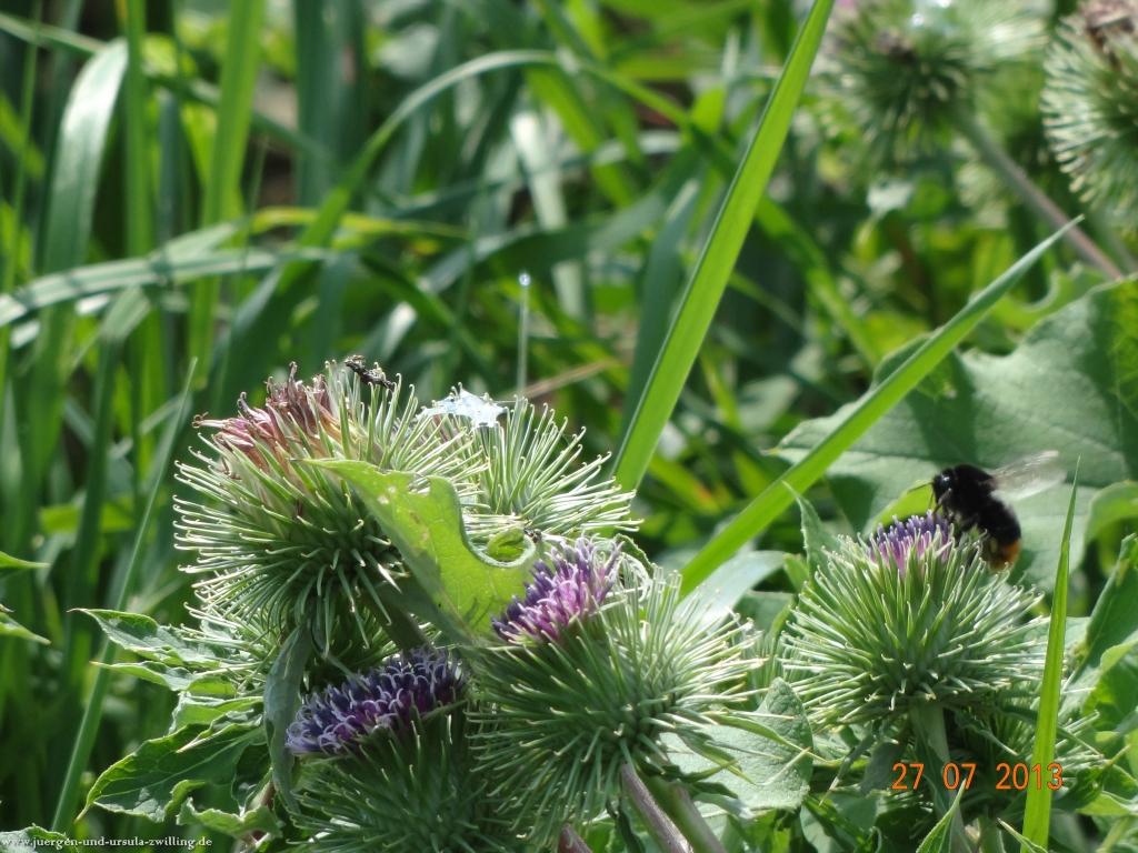 Philosophische Bildwanderung Traumpfad Koberner Burgpfad
