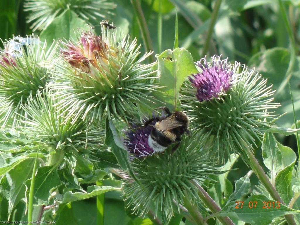Philosophische Bildwanderung Traumpfad Koberner Burgpfad