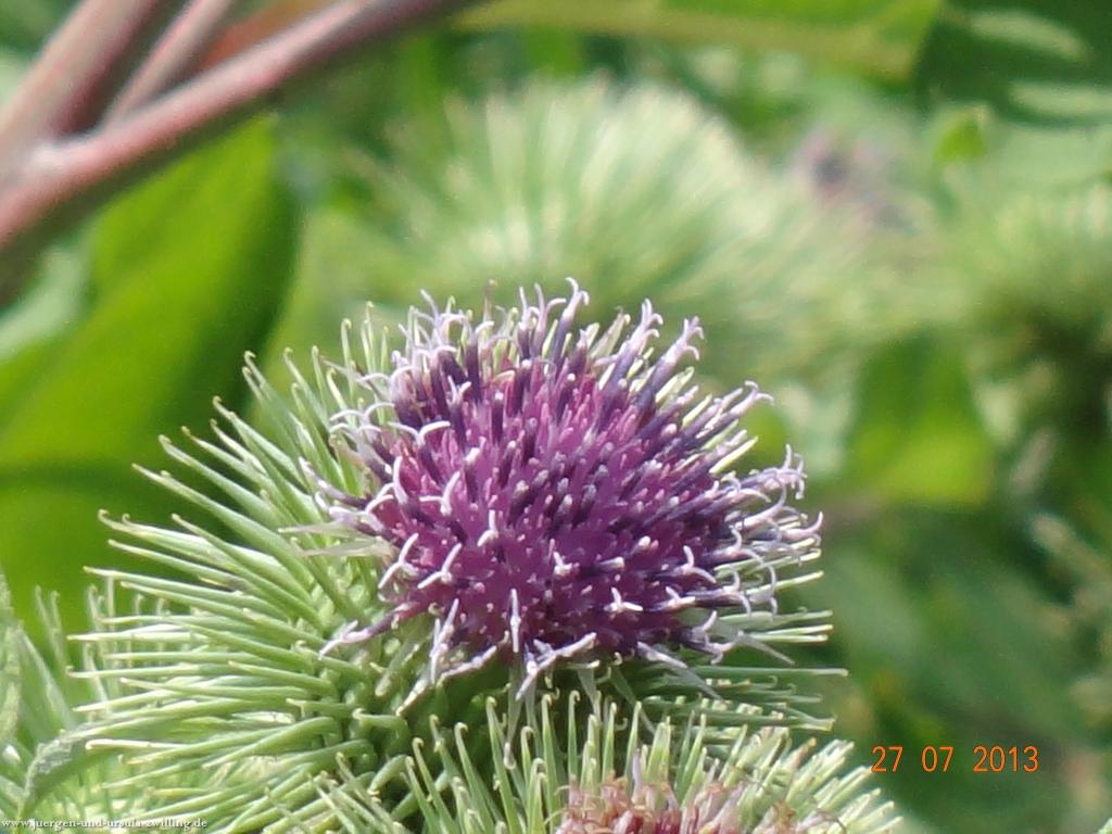 Philosophische Bildwanderung Traumpfad Koberner Burgpfad