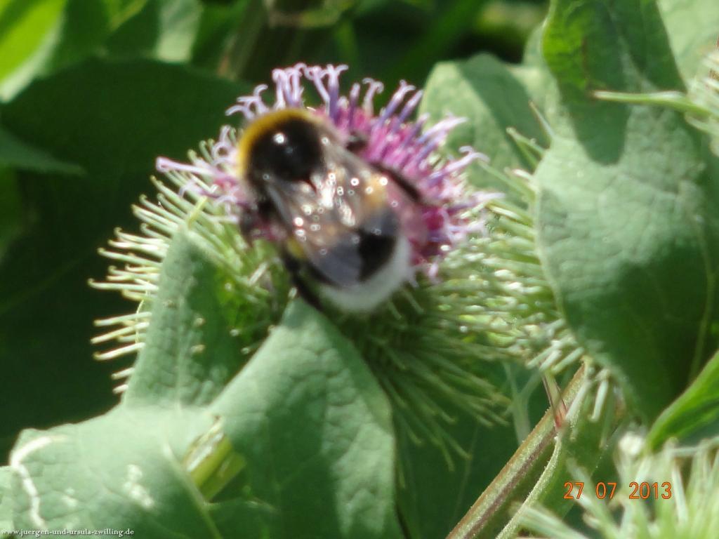 Philosophische Bildwanderung Traumpfad Koberner Burgpfad