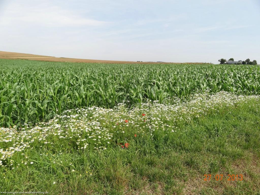 Philosophische Bildwanderung Traumpfad Koberner Burgpfad