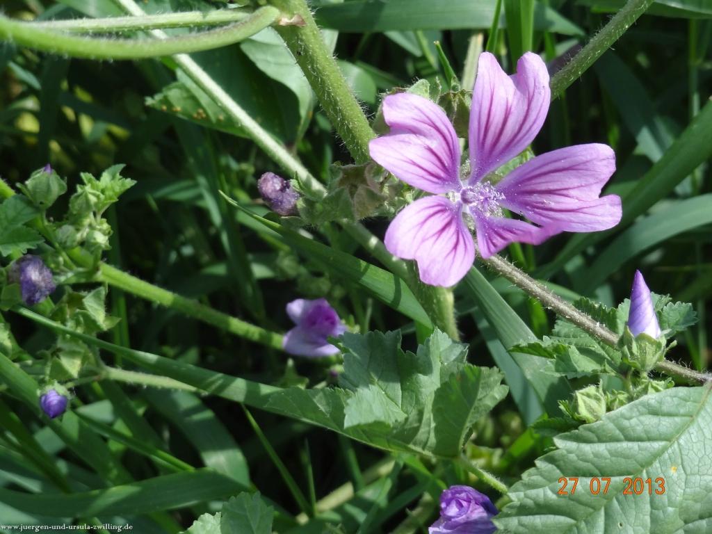 Philosophische Bildwanderung Traumpfad Koberner Burgpfad