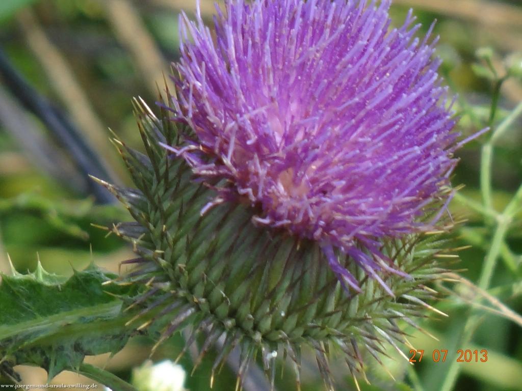 Philosophische Bildwanderung Traumpfad Koberner Burgpfad