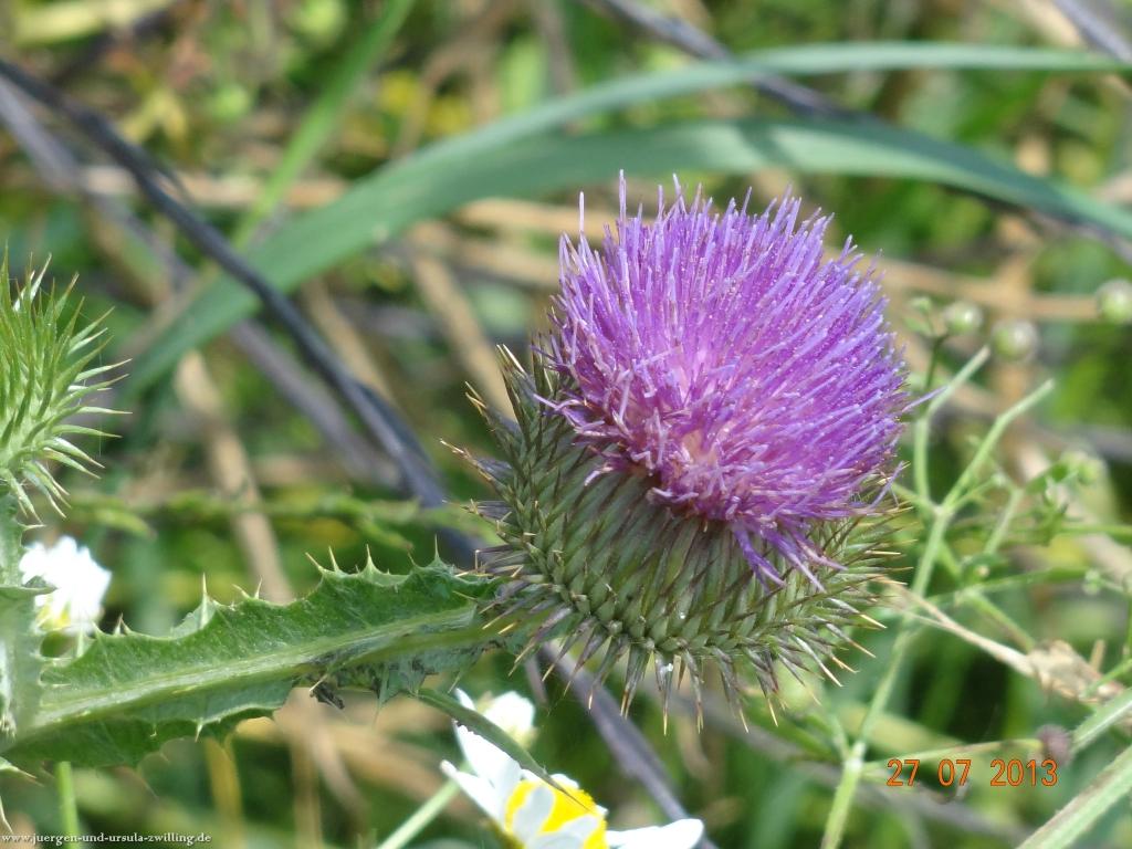 Philosophische Bildwanderung Traumpfad Koberner Burgpfad