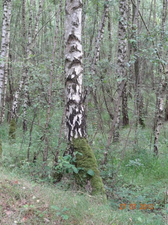 Philosophische Bildwanderung Traumpfad Koberner Burgpfad