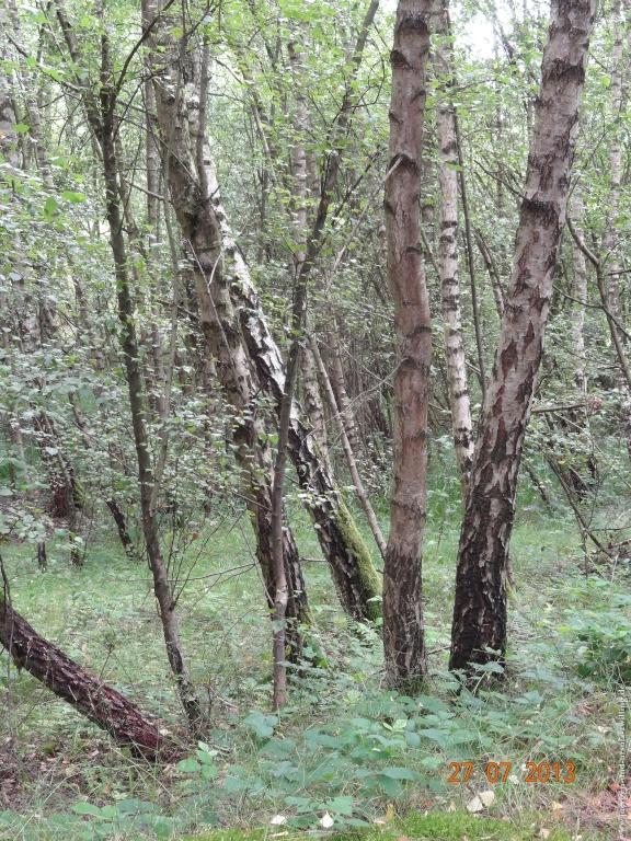 Philosophische Bildwanderung Traumpfad Koberner Burgpfad