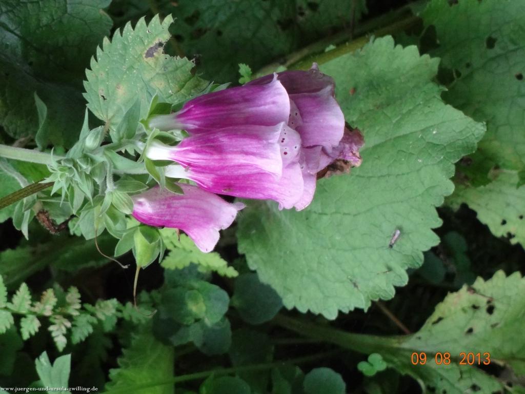 Philosophische Bildwanderung Waeller-Tour-Brexbachschluchtweg