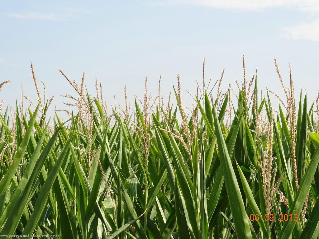 Philosophische Bildwanderung -Heidenfahrt am Rhein - Ingelheim  - Mainz Lerchenberg