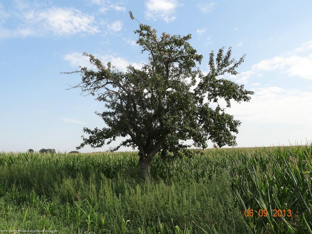 Philosophische Bildwanderung -Heidenfahrt am Rhein - Ingelheim  - Mainz Lerchenberg