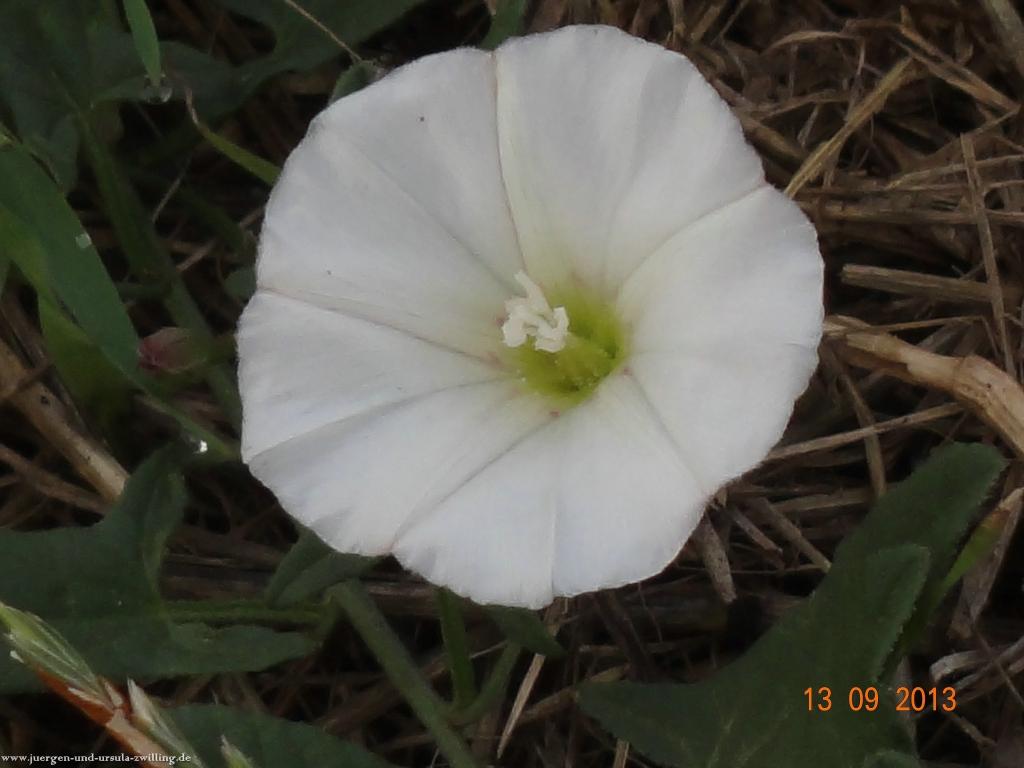 Philosophische Bildwanderung in Rheinhessen -Mainz Lerchenberg - Essenheim - Stadecken Elsheim - Nieder Olm - Ober Olm - Mainz Lerchenberg