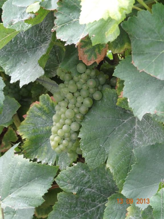 Philosophische Bildwanderung in Rheinhessen -Mainz Lerchenberg - Essenheim - Stadecken Elsheim - Nieder Olm - Ober Olm - Mainz Lerchenberg