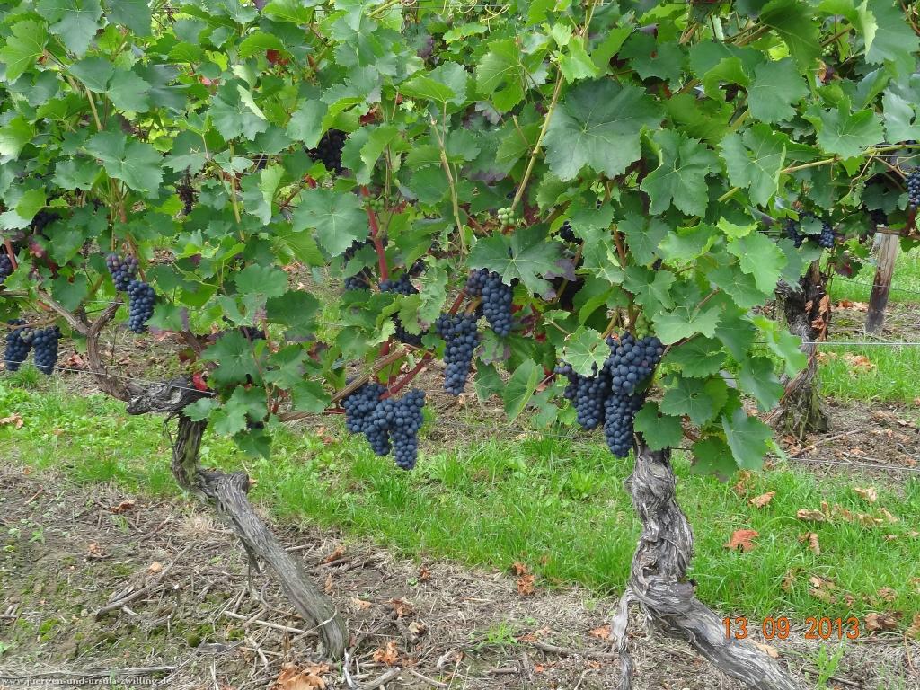 Philosophische Bildwanderung in Rheinhessen -Mainz Lerchenberg - Essenheim - Stadecken Elsheim - Nieder Olm - Ober Olm - Mainz Lerchenberg