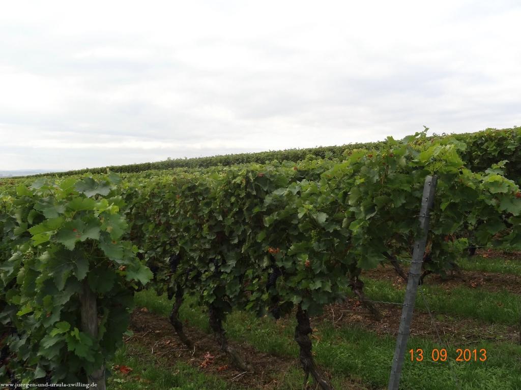 Philosophische Bildwanderung in Rheinhessen -Mainz Lerchenberg - Essenheim - Stadecken Elsheim - Nieder Olm - Ober Olm - Mainz Lerchenberg