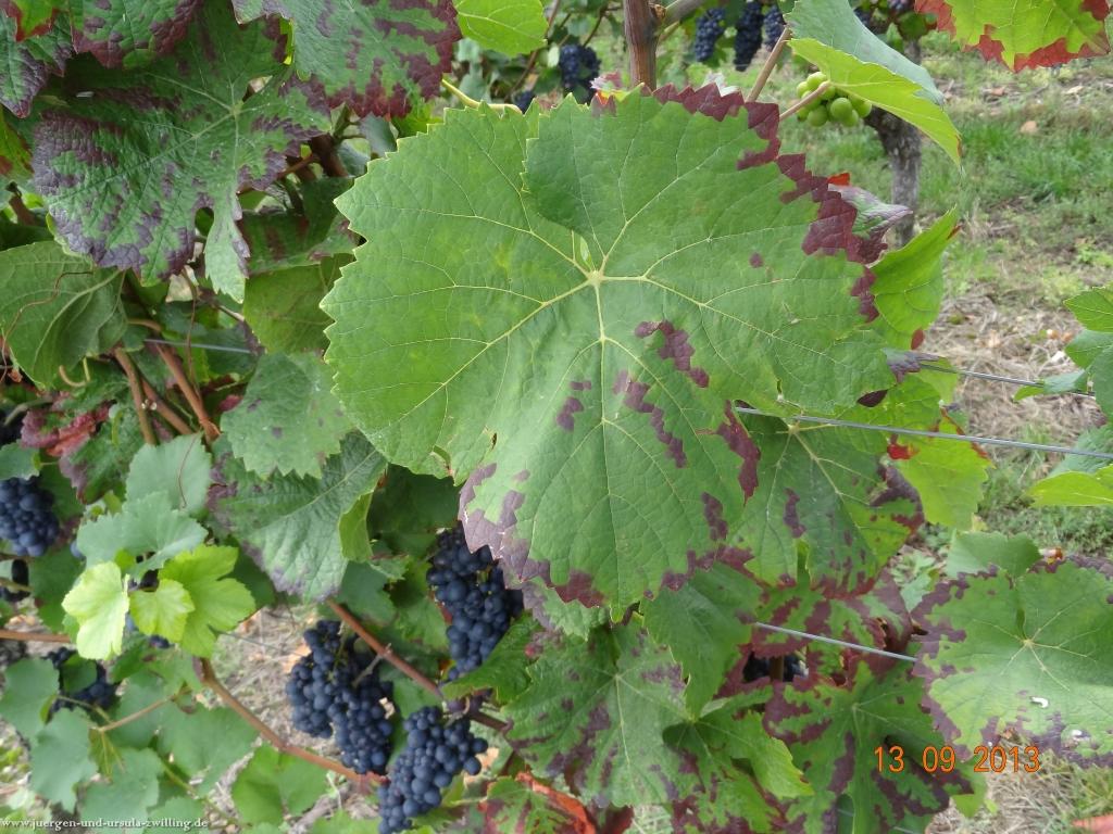 Philosophische Bildwanderung in Rheinhessen -Mainz Lerchenberg - Essenheim - Stadecken Elsheim - Nieder Olm - Ober Olm - Mainz Lerchenberg