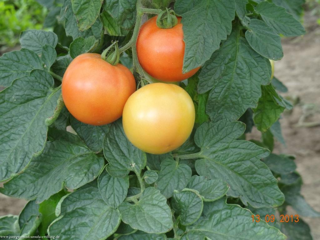 Philosophische Bildwanderung in Rheinhessen -Mainz Lerchenberg - Essenheim - Stadecken Elsheim - Nieder Olm - Ober Olm - Mainz Lerchenberg