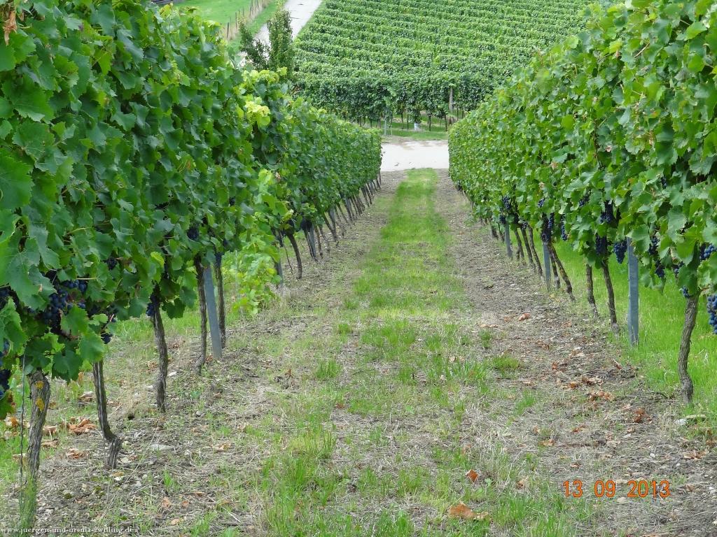 Philosophische Bildwanderung in Rheinhessen -Mainz Lerchenberg - Essenheim - Stadecken Elsheim - Nieder Olm - Ober Olm - Mainz Lerchenberg